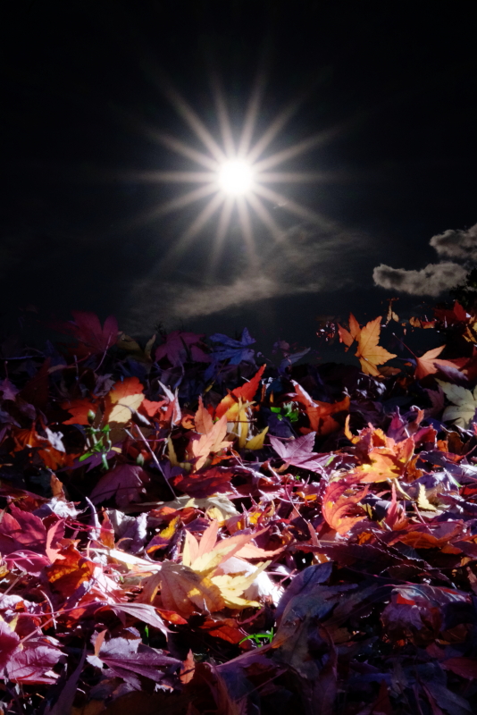 心象創作写真協会